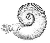 ammonite