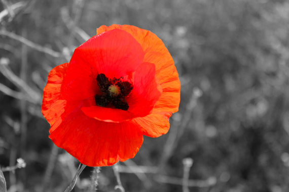 poppy1-thumb