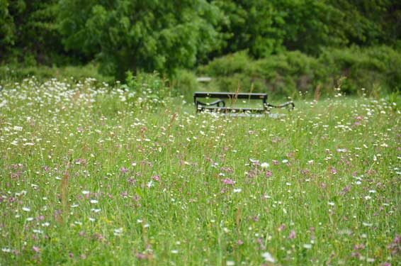 wildflower-meadow